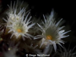 Delicate. by Diogo Benchimol 